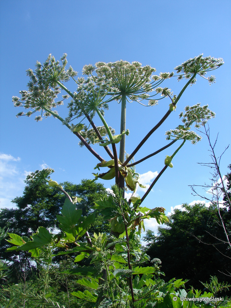 okazale kwiatostany barszczu