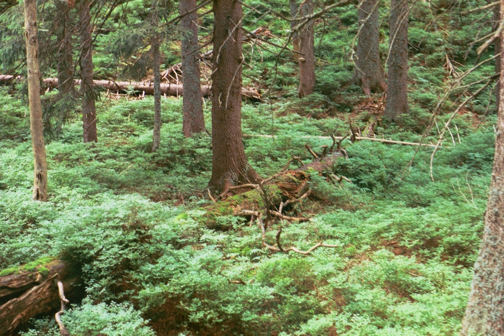 powierzchnia badawcza na terenie babiogorskiego parku narodowego